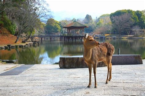 鹿風水|鹿が縁起がいい2つの理由とは？4つの幸運と世界各国。